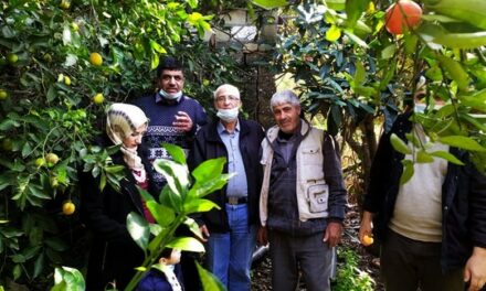 Les jeunes francophones participent à la récolte des agrumes à Gaza