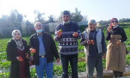 Les jeunes francophones participent à la récolte des fraises au nord de la bande de Gaza