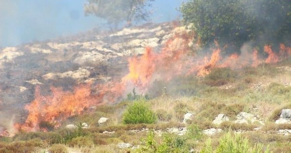 Des colons incendient des terres agricoles au sud de Naplouse