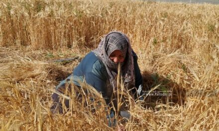 Femme âgée de Gaza – Femme digne, femme déterminée
