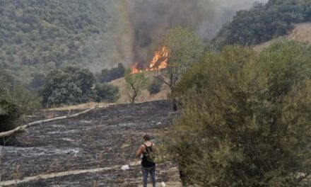 Algérie : faussement accusé d’avoir démarré un feu de forêt, un homme est assassiné et brûlé