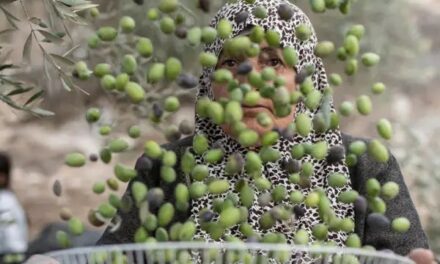 Les colons juifs font de la récolte des olives une saison de cauchemar pour les paysans en Cisjordanie
