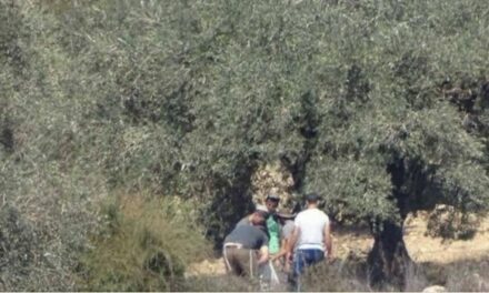 Israël : Les attaques des colons contre la récolte des olives palestiniennes sont « les plus dangereuses depuis des années »