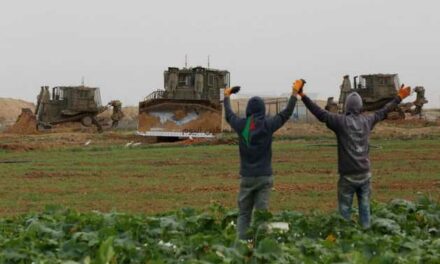 La reconstruction de 200 hectares de serres détruites par l’occupation dans la bande de Gaza